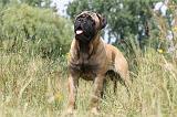 BULLMASTIFF 271